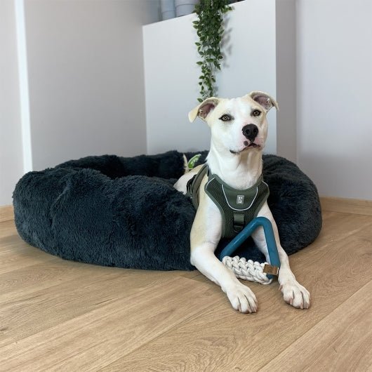 D&D Hundespielzeug Milan - lagoon - shoppixstore76D&D Hundespielzeug Milan - lagoonshoppixstore76shoppixstore76309-479988-EBID&D Hundespielzeug Milan - lagoon4047059479988