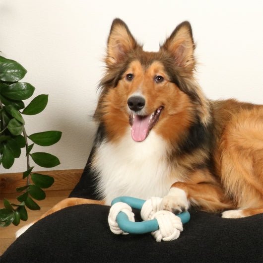 D&D Hundespielzeug Milou - lagoon - shoppixstore76D&D Hundespielzeug Milou - lagoonshoppixstore76shoppixstore76309-480007-EBID&D Hundespielzeug Milou - lagoon4047059480007