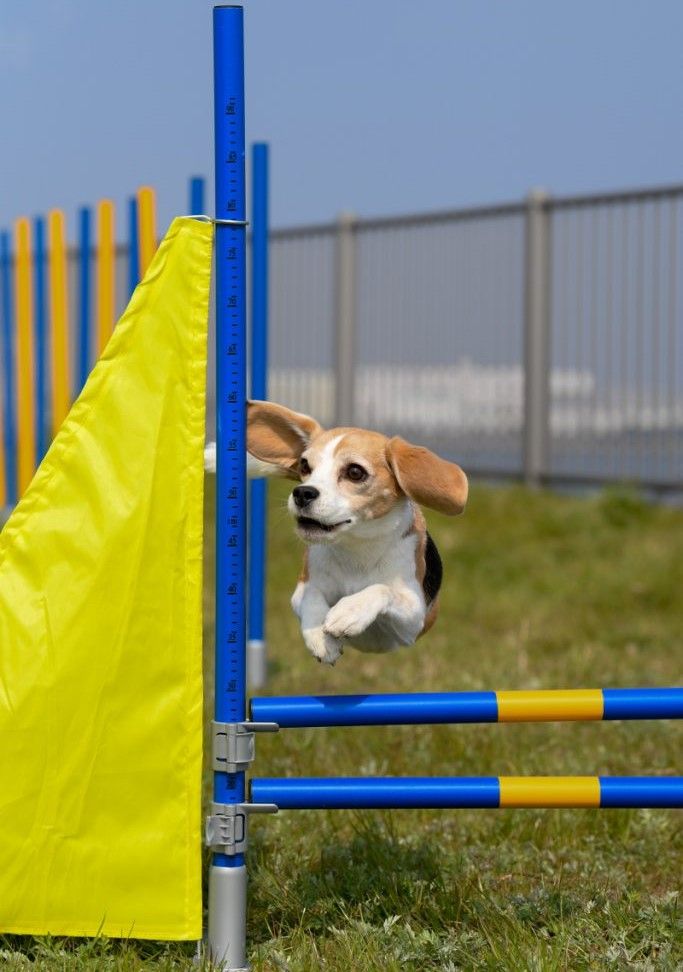 Topmast Professional Agility Höhensprung mit zwei Latten