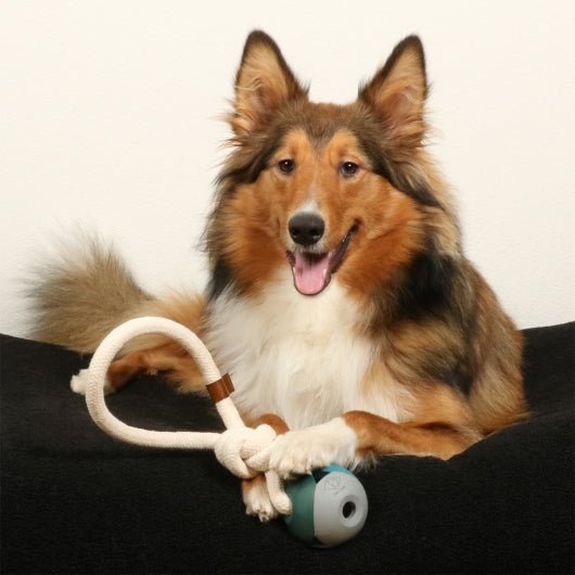 D&D Hundespielzeug Nora - lagoon - shoppixstore76D&D Hundespielzeug Nora - lagoonshoppixstore76shoppixstore76309-479940-EBID&D Hundespielzeug Nora - lagoon4047059479940