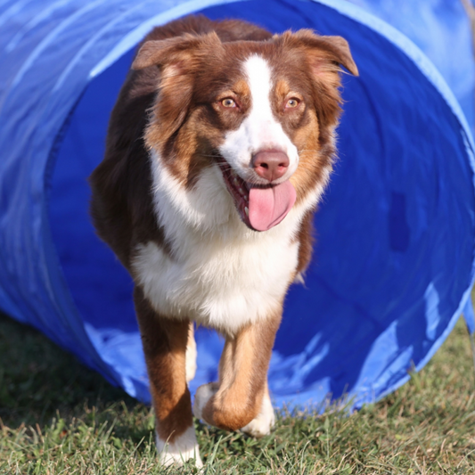 Topmast Agility Tunnel