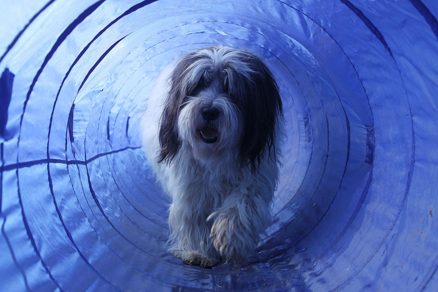 Topmast Agility Tunnel